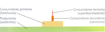 Representación de una pirámide de energía